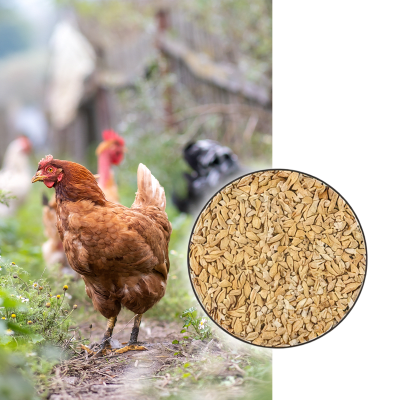 Orge aplatie - Image 1