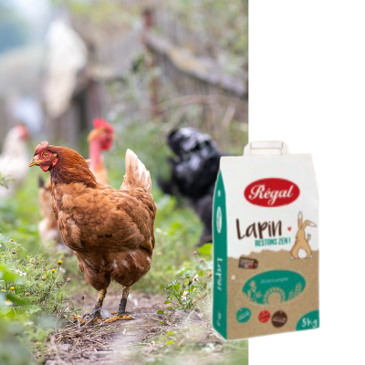 REGAL LAPIN - Image 1