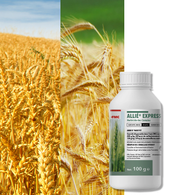 ALLIE EXPRESS - Image 1