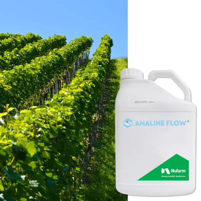 AMALINE FLOW - Image 1