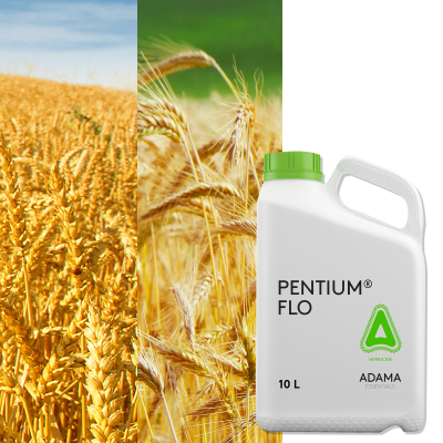 PENTIUM FLO - Image 1