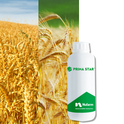 PRIMA STAR - Image 1