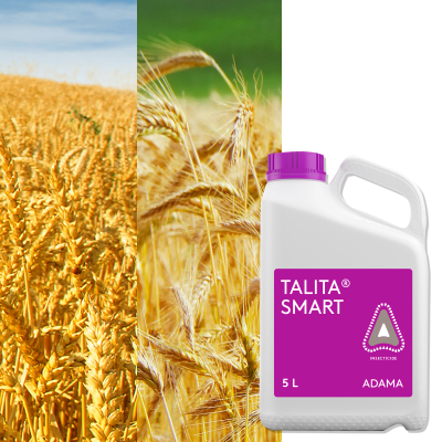 TALITA SMART - Image 1