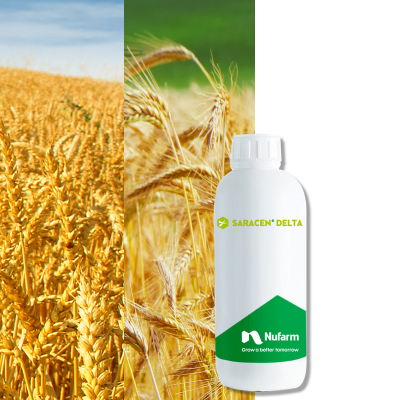 SARACEN DELTA - Image 1