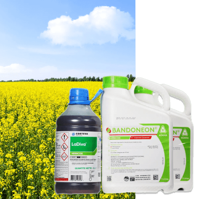 LADIVA + BANDONEON - Image 1