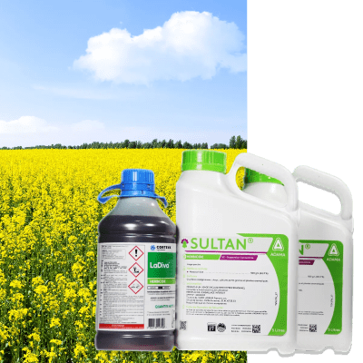 LADIVA + SULTAN - Image 1