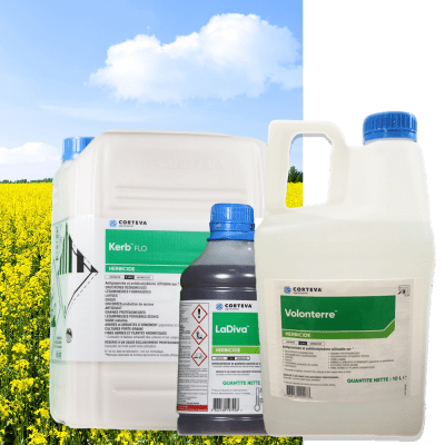 LADIVA + VOLONTERRE + KERB FLO - Image 1