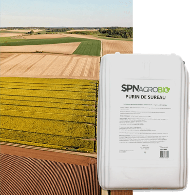 PURIN DE SUREAU - Image 1