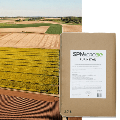 PURIN D AIL - Image 1