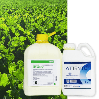 ATTENTO + BELANTY - Image 1