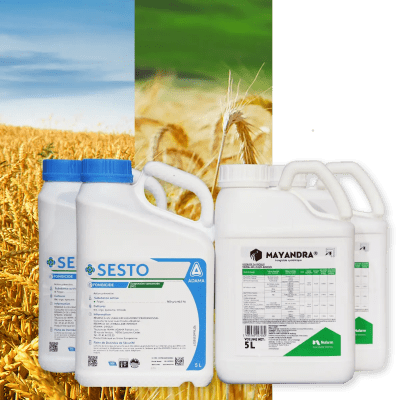 MAYANDRA  + SESTO - Image 1