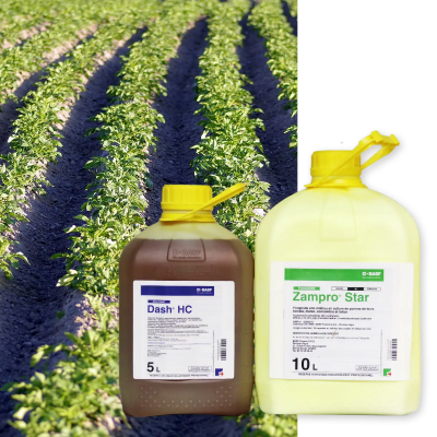 ZAMPRO STAR + DASH HC - Image 1