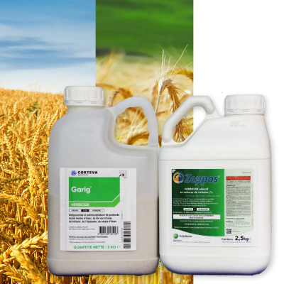 ZEPPOS + GARIG - Image 1