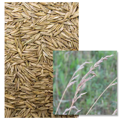 Fétuque Elevée Gazonante - Image 1