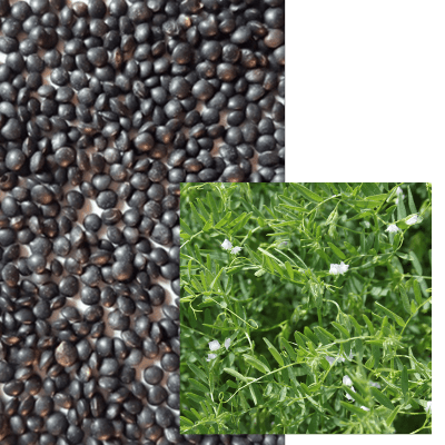 Lentille Noire - Image 1