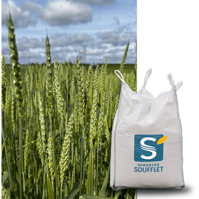 MOSSETTE BIO - Image 1