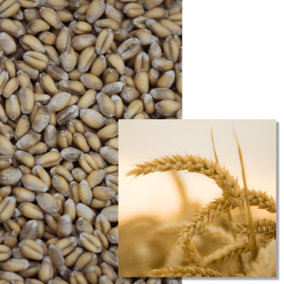 RGT FARMEO - Image 1