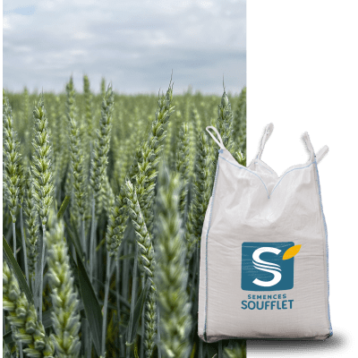 KWS PERCEPTIUM - Image 1