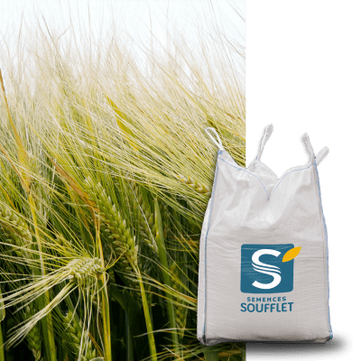 MEL ORGE JNO 2026 - Image 1