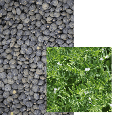 ANICIA + BIOSTIMULANT - Image 1