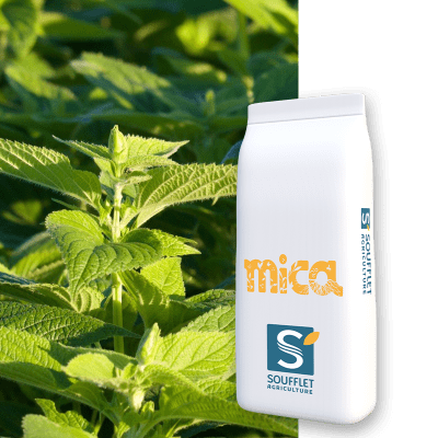 MICA PG SANS CRUCIFERE - Image 1