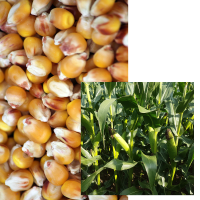 DKC 5182 + BIOSTIMULANT - Image 1