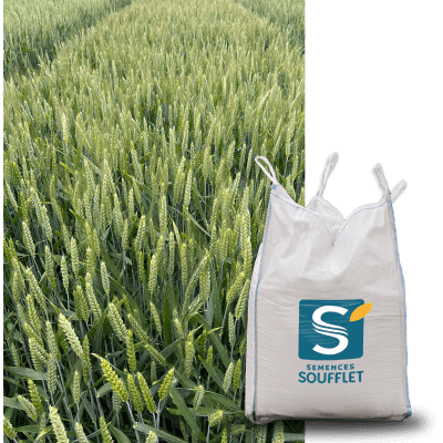 MEL MOSAIQUE 26 - Image 1