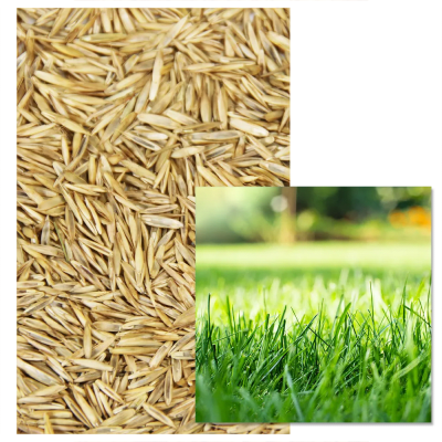 Gazon Universel - Image 1