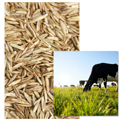 MS TERRAIN FRAIS - Image 1