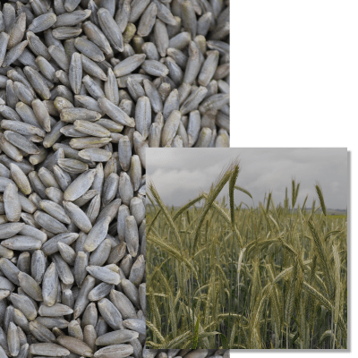 D.KANTER BIO - Image 1