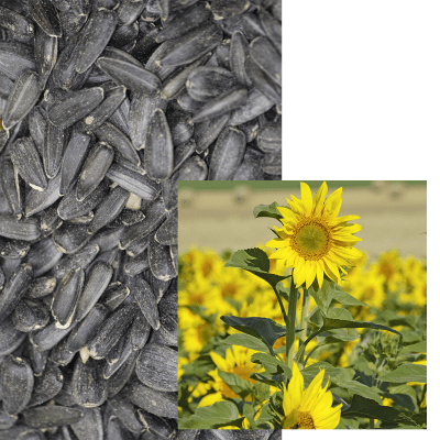 Tournesol Oléique SY MARITIMO Air® - Image 1