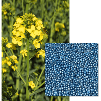 LG ADAMANT - Image 1