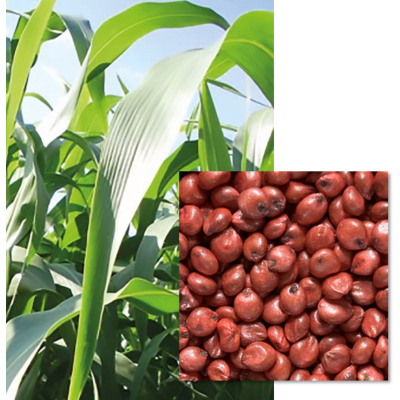 Sorgho Fourrager EMERAUDE - Image 1