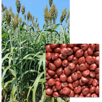 Sorgho Fourrager FLAVIUS - Image 1