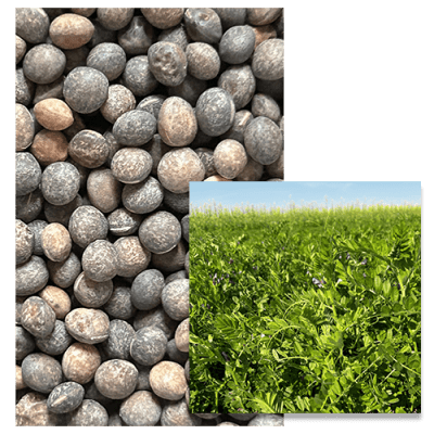 VESCE COMMUNE HIVER - Image 1