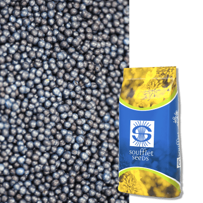 BLACKJACK PROTECT - Image 1