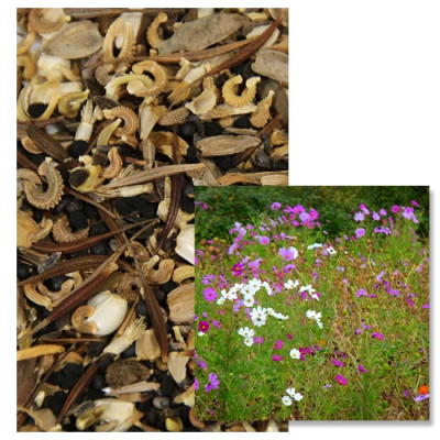 JACHÈRE FLEURIE - Image 1