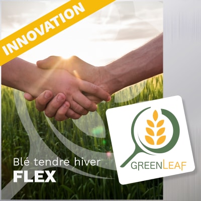 GREENLEAF BLE TENDRE HIVER FLEX - Image 1