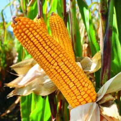ALENARO BIO - Image 1