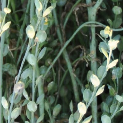 CCE11 BIO - Image 1