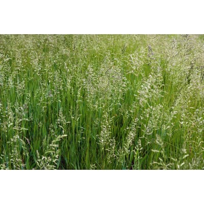 FETUQUE ELEVEE BIO - Image 1