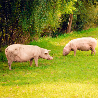 Clôture spéciale SUIDES - Grillage soudée - Crapal®Optimum en 50m - Image 6