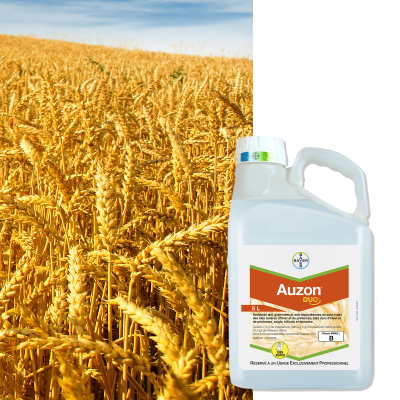 AUZON DUO - Image 1