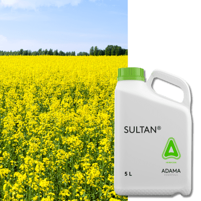 SULTAN - Image 1