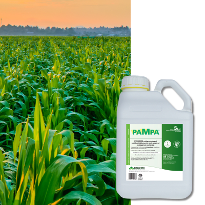PAMPA - Image 1