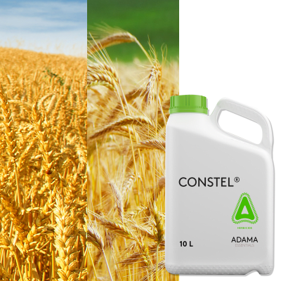 CONSTEL - Image 1