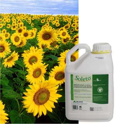 SOLETO - Image 1