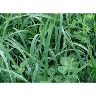 MELANGE M-TOUS TERRAINS - Image 2