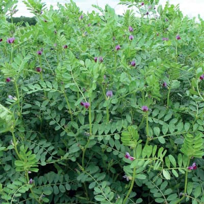 RUBIS - Image 2