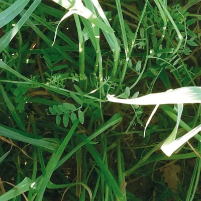 CHLOROFILTRE SUD - Image 2